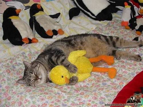 cat hugging stuffed animal